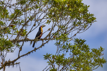 Tucano-de-bico-verde (Ramphastos dicolorus) | Red-breasted Toucan in Pedra Azul, Espírito Santo - Southeast of Brazil.