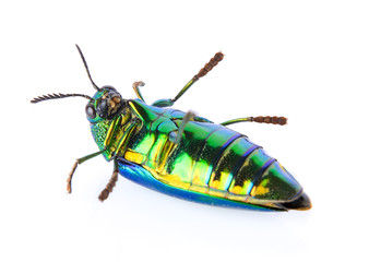 metallic wood-boring beetle on white background