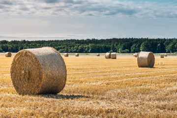 Harvested hay field with bales of hay