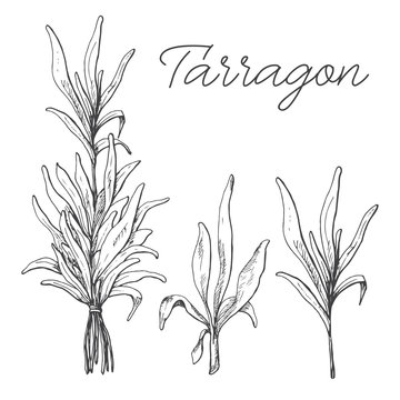 Hand drawn tarragon isolated on white background. Vector illustration of a sketch style.