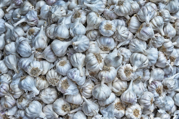 pile of garlic bulbs
