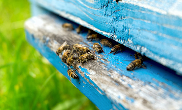 Life of bees. Worker bees. The bees bring honey.