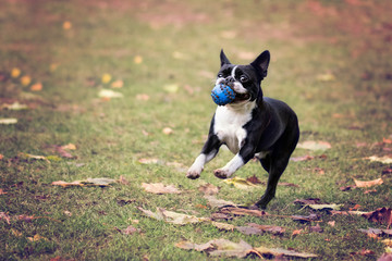 Boston Terrier