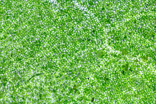 Leaf cells under microscope. Microscopic world, chlorophyll cells (without deformation by pressure glass)