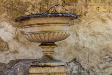 Vase with dry plants