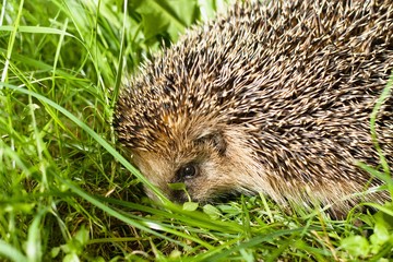 Close up on a head of common hedgehog crawling in green grass