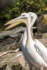 couple of pelicans, Pelecanidae, at an animal park outdoors