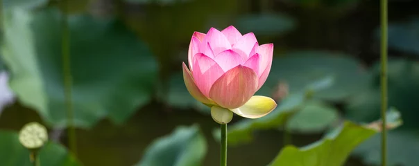 Foto auf Acrylglas Lotus Blume grünes Symbol für Eleganz und Anmut mit einem wunderschönen rosa Lotus