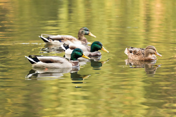 Mallard ducks swiming in lake or river. Birds and animals, autumn season in wildlife.