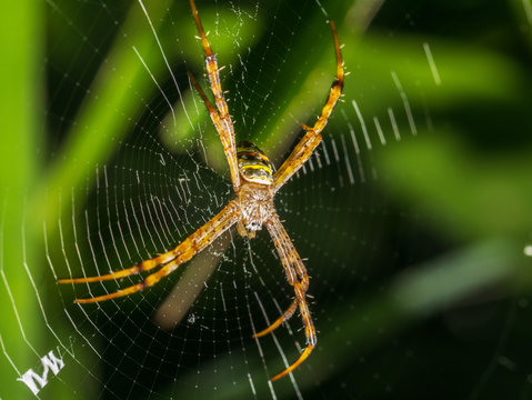 The macro image of orb-weaver spider, writing spider, signature spider, garden spider (Arthropoda: Chelicerata: Arachnida: Araneae: Araneomorphae: Argiope anasuja) on the web with green background