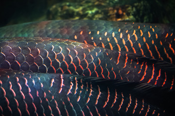 Fototapeta premium Closeup Arapaima (Sudis gigas), also known as the pirarucu. Wildlife animal.