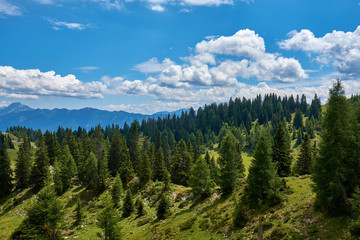 Green slopes with pine trees in Dobratsch Nature Park in the Austrian Alps