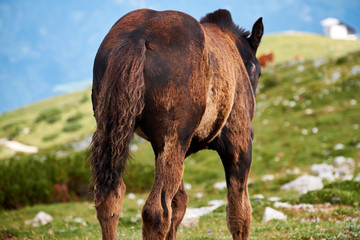 Wild young horse, on the green slopes in Dobratsch Nature Park in Austrian alps, standing with its behind facing the camera