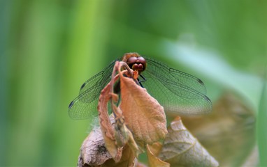 Red dragonfly macro photo