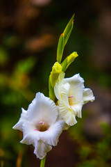 Fototapeta na wymiar White Gladiolus Flower, Single Stem