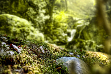 free space for your decoration and green moss in forest 