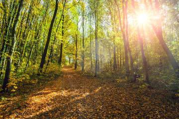 autumn forest trees. nature green wood sunlight backgrounds.