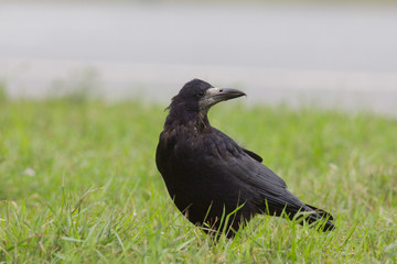City birds - rook - Corvus frugilegus - black crow