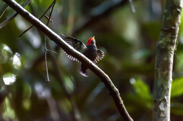 Cabe&ccedil;a-encarnada (Ceratopipra rubrocapilla) | Red-headed Manakin in Cariacica, Esp&iacute;rito Santo - Southeast of Brazil. Atlantic Forest Biome.