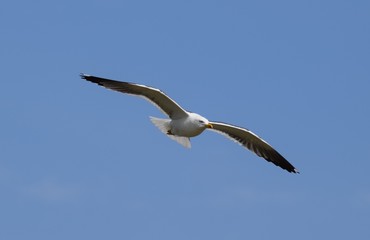Flying seagull