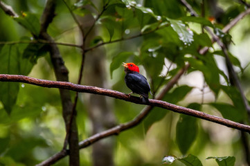 Cabeça-encarnada (Ceratopipra rubrocapilla) | Red-headed Manakin  photographed in Cariacica, Espírito Santo - Southeast of Brazil. Atlantic Forest Biome.
