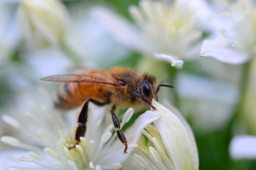 LITTLE BEE - 35