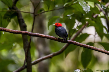Cabeça-encarnada (Ceratopipra rubrocapilla) | Red-headed Manakin  photographed in Cariacica, Espírito Santo - Southeast of Brazil. Atlantic Forest Biome.