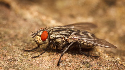 Flesh Fly, Sarcophagidae