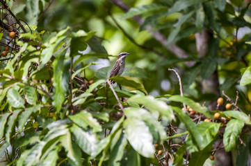 Bem-te-vi-pirata (Legatus leucophaius) | Piratic Flycatcher  photographed in Cariacica, Espírito Santo - Southeast of Brazil. Atlantic Forest Biome.
