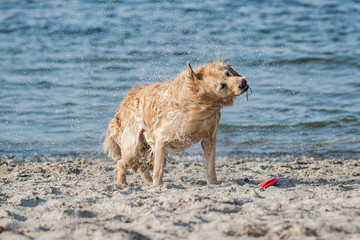 Golden Retriever schüttelt sich