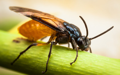 Rose Sawfly, Arge pagana