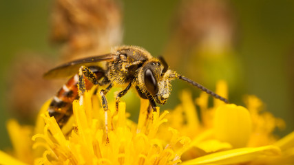 Fototapeta premium Sweat Bee. Lasioglossum