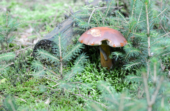 The mushroom grow among a moss.