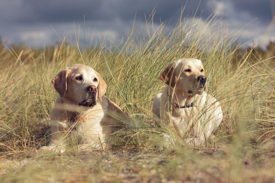 2 Labradore in den D&uuml;nen