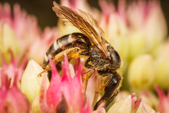 Sweat Bee. Lasioglossum