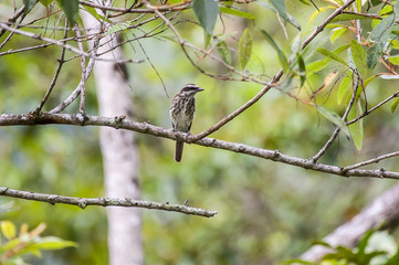 Bem-te-vi-pirata (Legatus leucophaius) | Piratic Flycatcher  photographed in Cariacica, Espírito Santo - Southeast of Brazil. Atlantic Forest Biome.