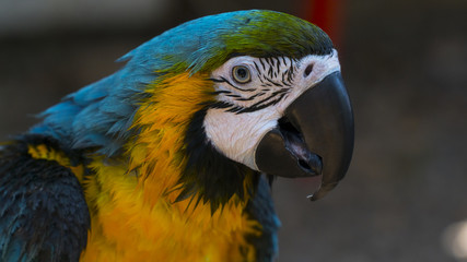 colorful jako parrots head closeup shot