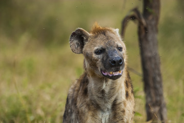Obraz premium Hyena South Africa