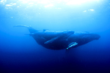 Obraz premium Humpback Whales mother and calf