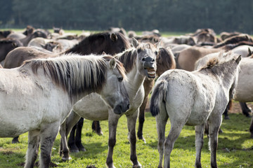 Wild horse of Duelmen shouting