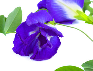 blue pea flower or butterfly pea flower isolated on white background