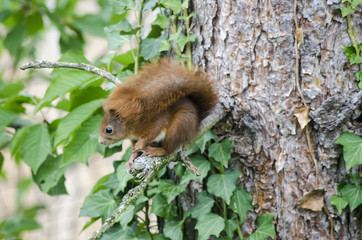 Ecureuil roux