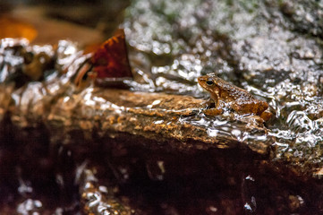Rã Crossodactylus (Crossodactylus sp.) | True frog  photographed in Cariacica, Espírito Santo - Southeast of Brazil. Atlantic Forest Biome.