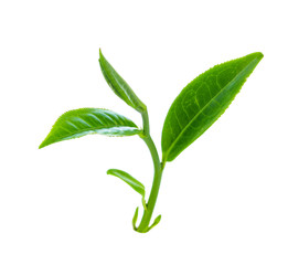 green tea leaf isolated on white background