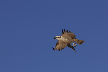 Obraz premium Osprey in flight carrying fish