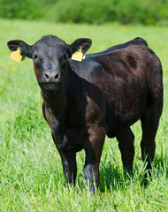 calf on summer meadow