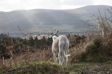 Dog looking over mountains