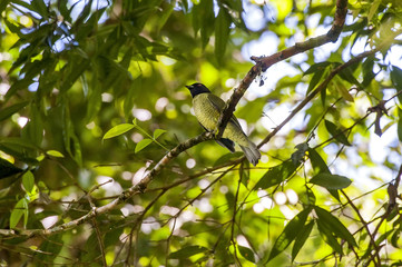Sabiá-pimenta (Carpornis melanocephala) | Black-headed Berryeater  photographed in Cariacica, Espírito Santo - Southeast of Brazil. Atlantic Forest Biome.