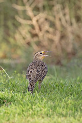 Bird western meadowlark standing in shade from a tree