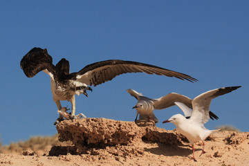 Osprey eats fish, seagulls try to steal it